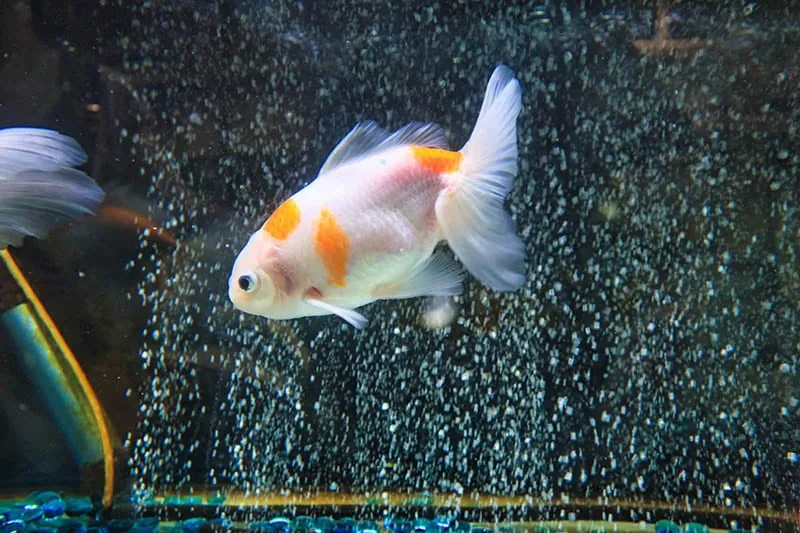 izumo-nankin-goldfish-swimming-in-the-tank