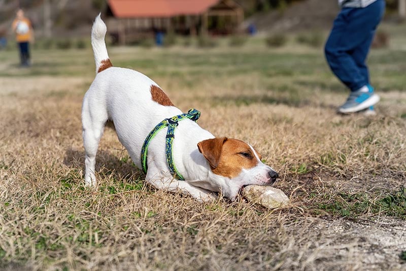 jack russel terrier chewing rocks