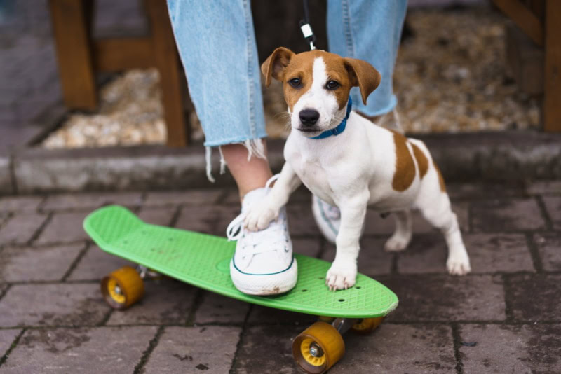 jack russel terrier on green skate board
