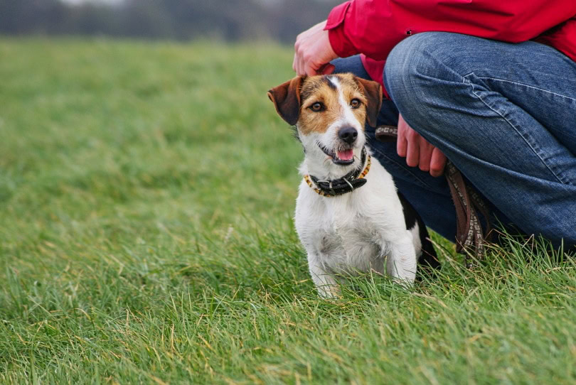 jack russel terrier sitting on grass