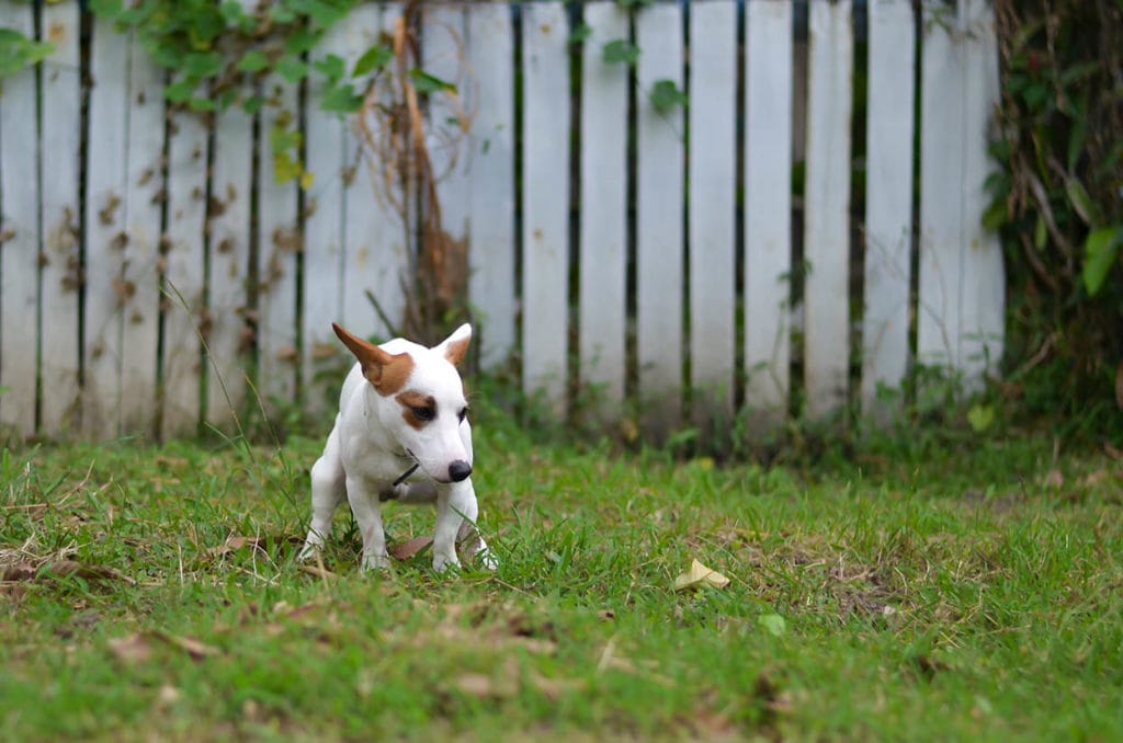 Jack,Russell,Dog,Guilty,For,The,Poop,