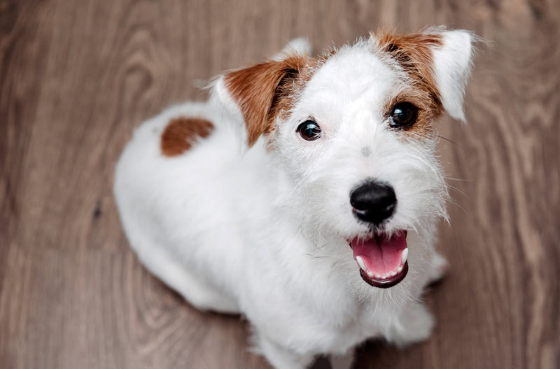 jack russell terrier puppy sitting on the floor and looking up