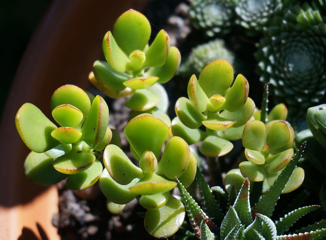 succulent plant