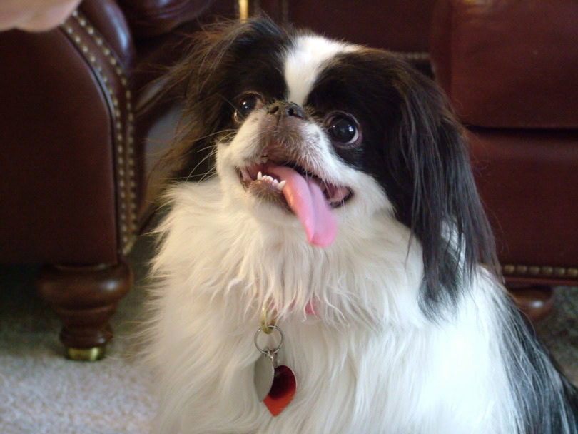 japanese chin dog