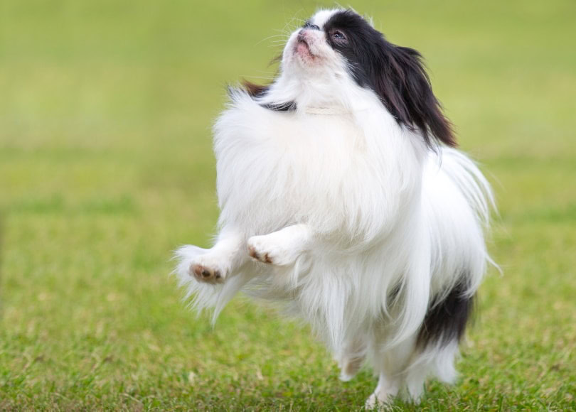japanese chin playing on grass