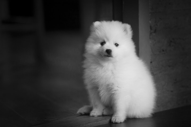 japanese spitz puppy