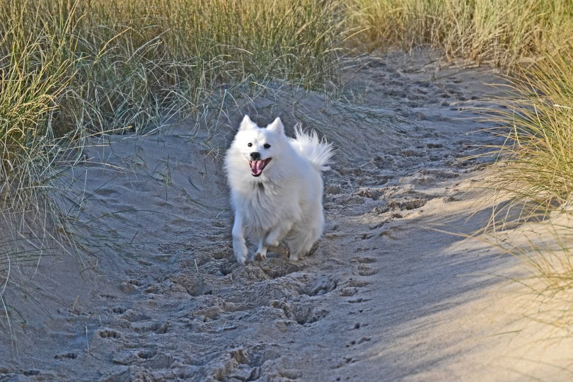 japanese spitz running