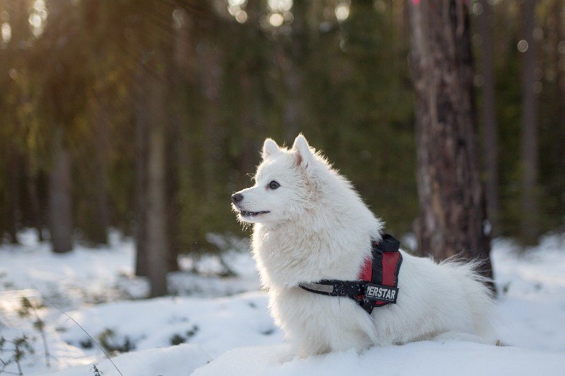japanese spitz sitting on snow