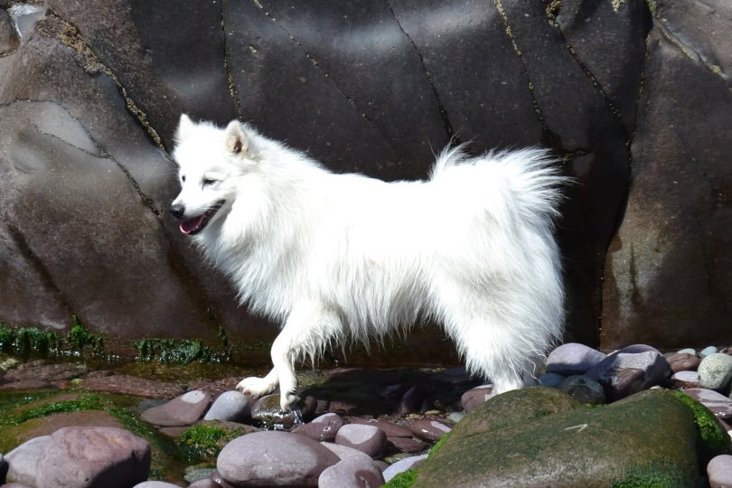 japanese spitz walking