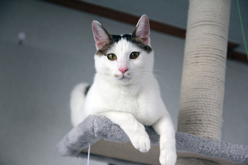 japansese bobtail cat on a cat tree