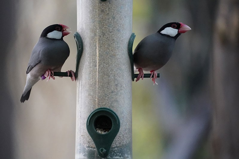 java finch birds perching on bird feeder