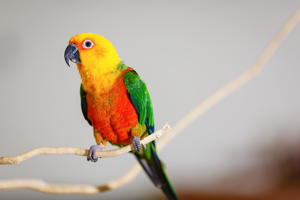 jenday conure bird perched