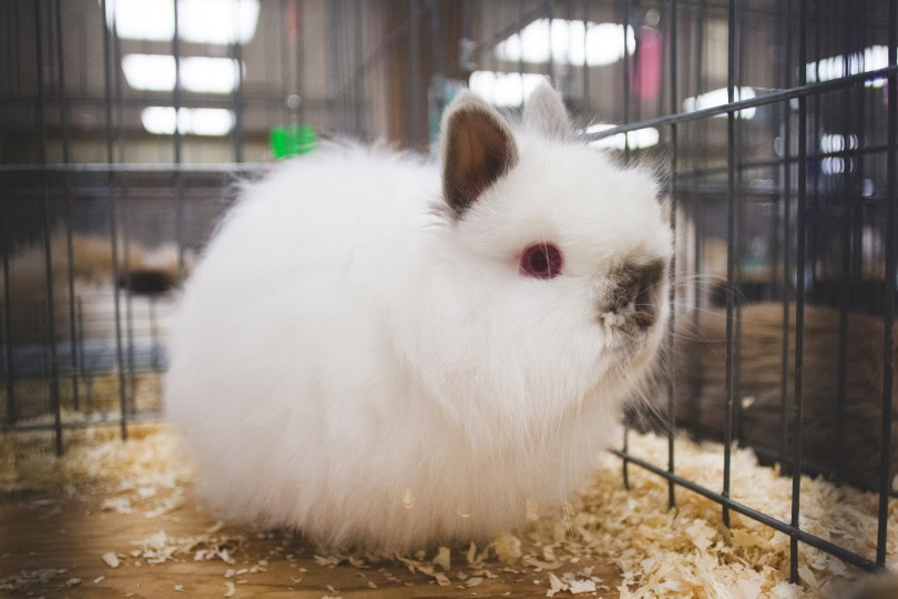jersey wooly rabbit_laurendotcom_Shutterstock