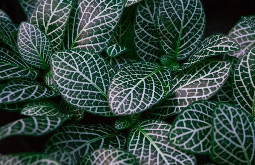 jewel orchids_Sirinn3249_Shutterstock