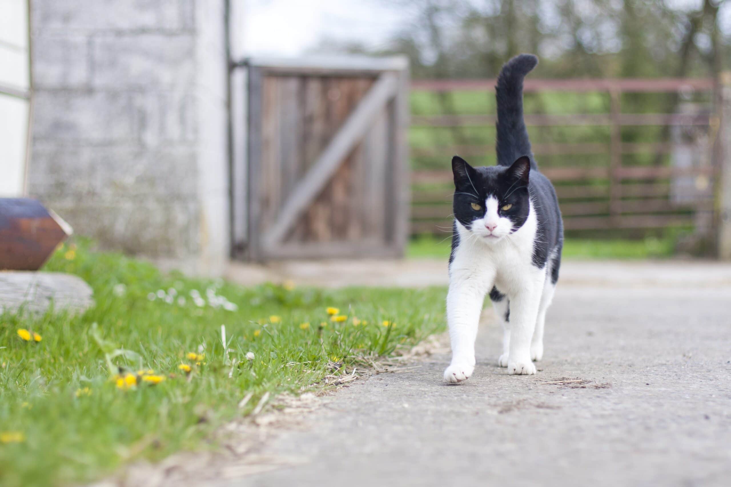 Cat Walking, Jumpstory