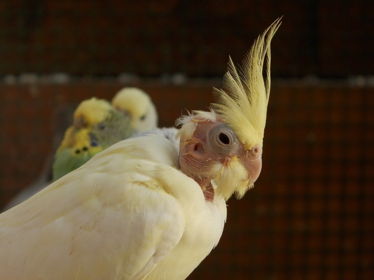 Cockatiel with feather issues