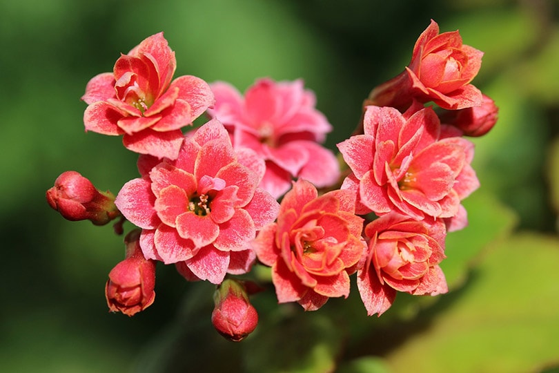 kalanchoe succulent plant