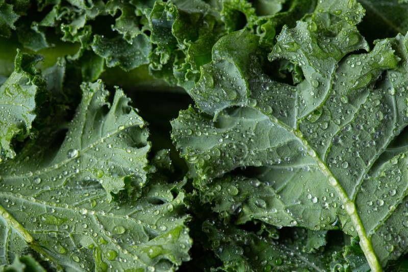kale salad leaves close up with water drops background