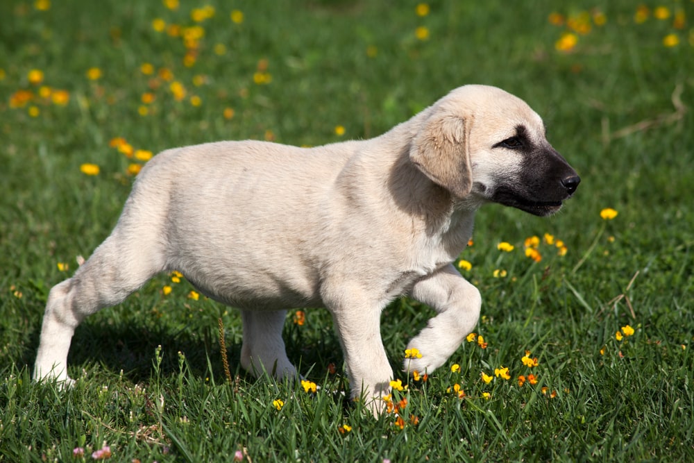 kangal dog puppy