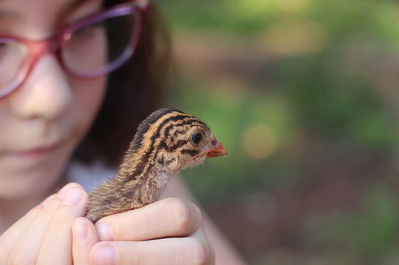 kid holding a chicken