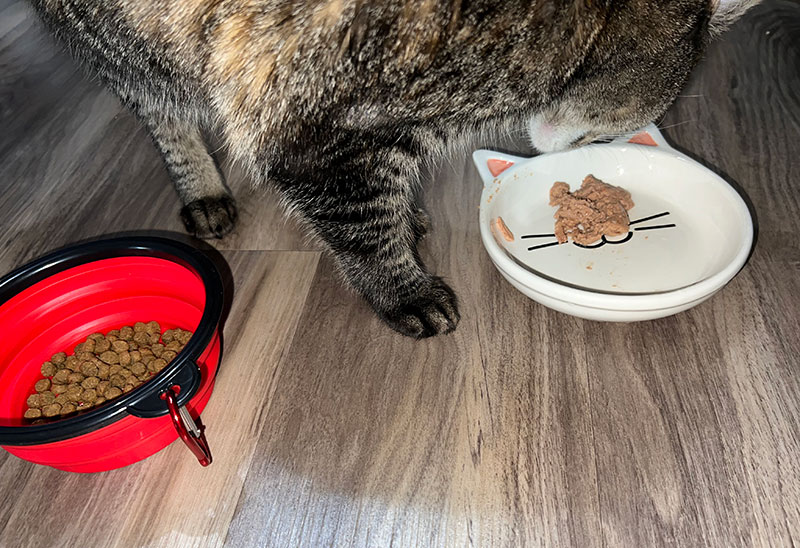 kimora eating wellness wet food pate
