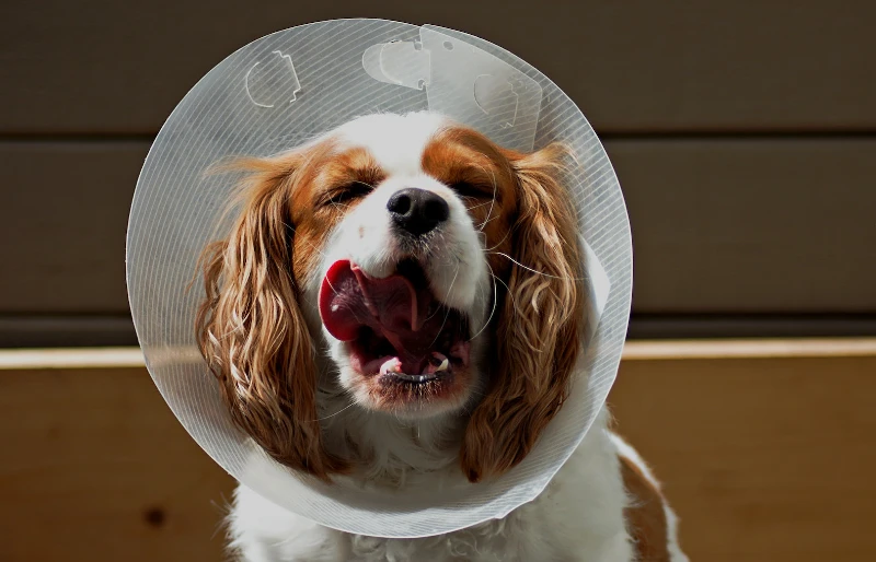 king charles spaniel dog wearing an elizabeth collar