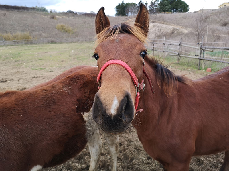 kiso horses in a ranch