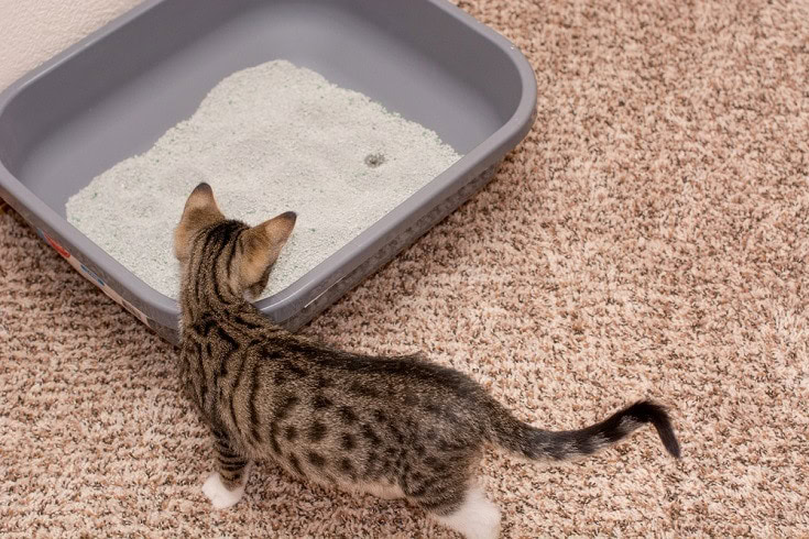 kitten and the litter box
