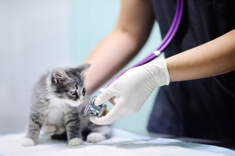 kitten and vet