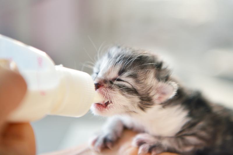 kitten drinking milk from a bottle