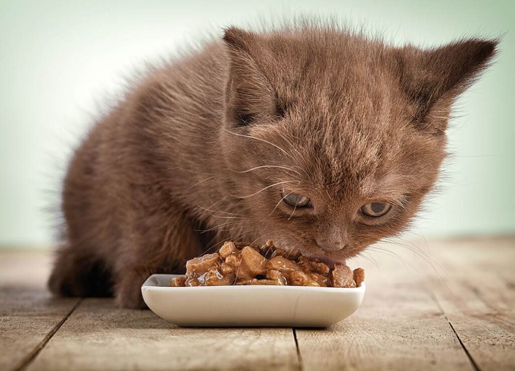 kitten eating