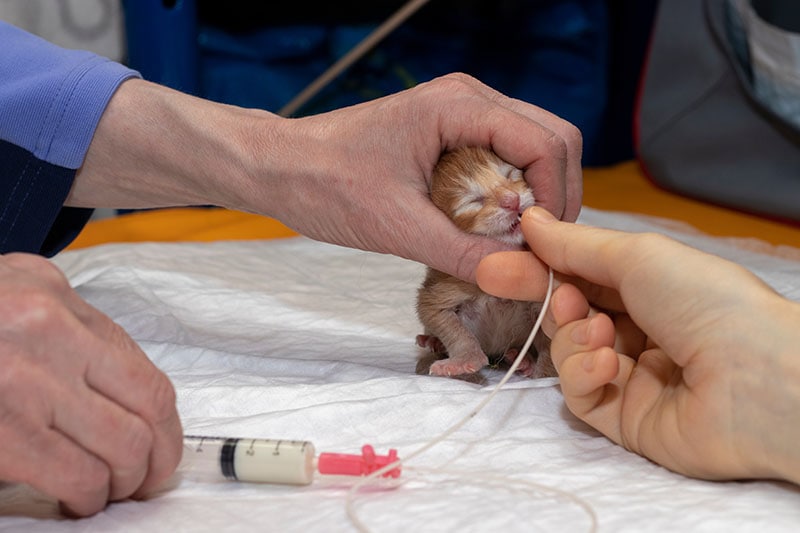 kitten getting fed via tube