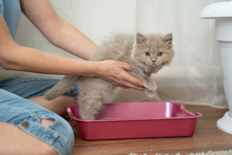 kitten inside litter box