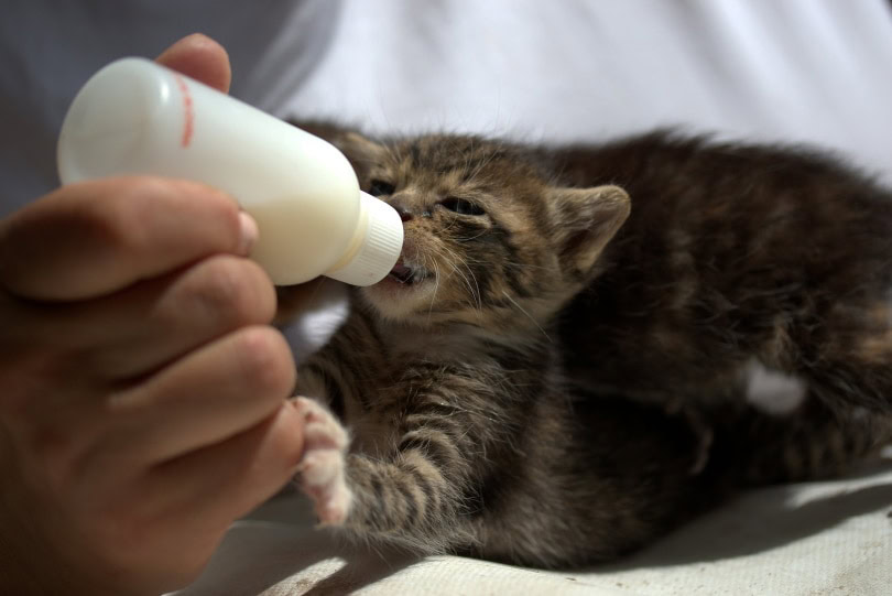 kitten milk feeding