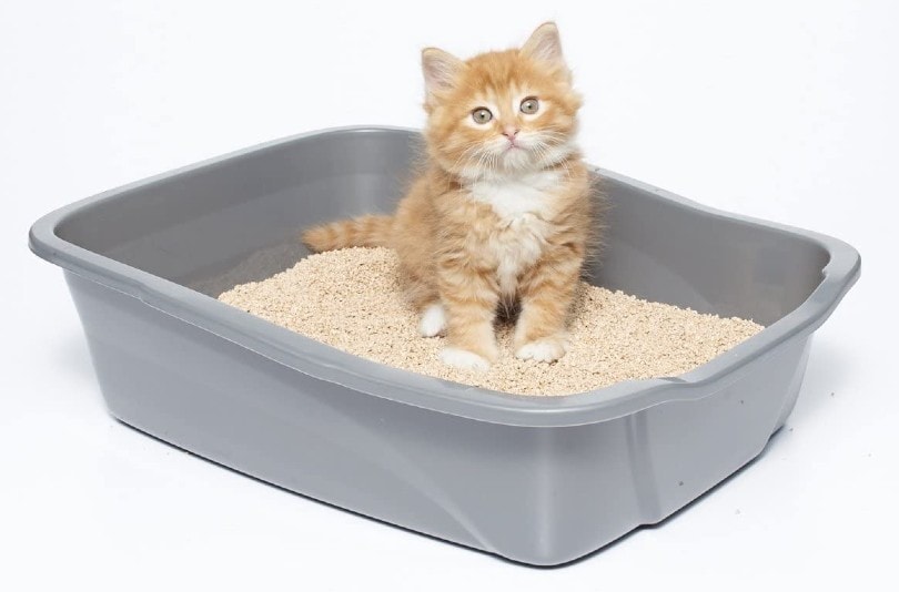 kitten on wheat based cat litter