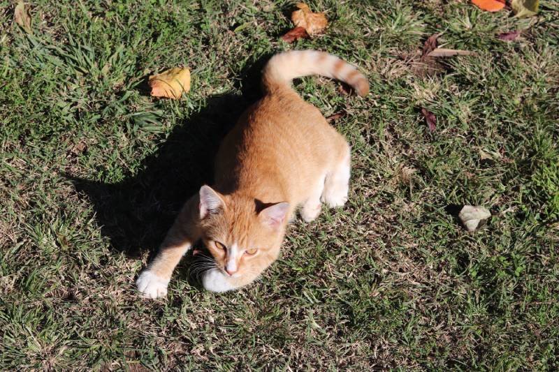 kitten playing in the grass