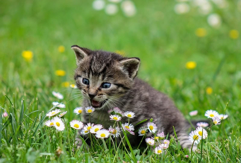kitten playing with flowers