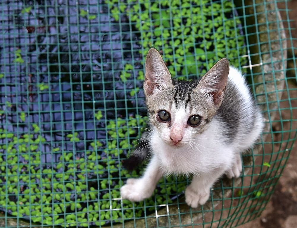 Kitten sitting on the mesh cover of fish tank