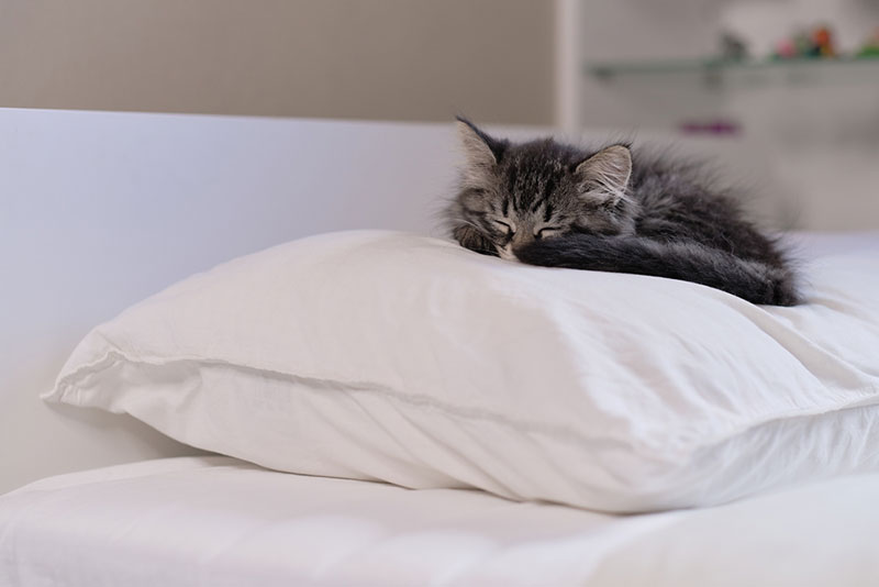 kitten sleeps on the owner's pillow