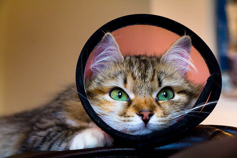 kitten with an e-collar