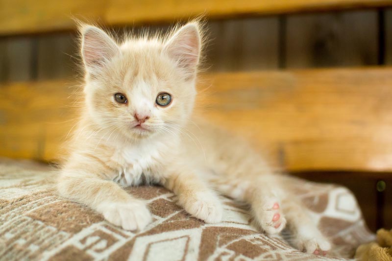 kitten with cleft lip