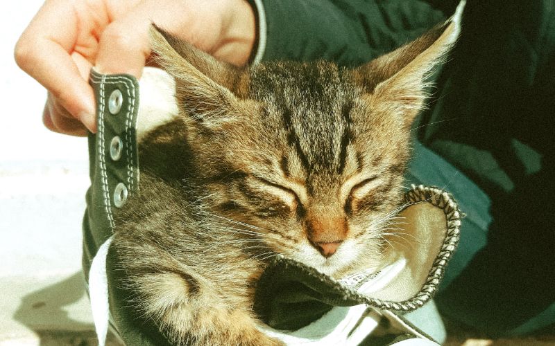 kitten with its eyes closed resting inside a shoe
