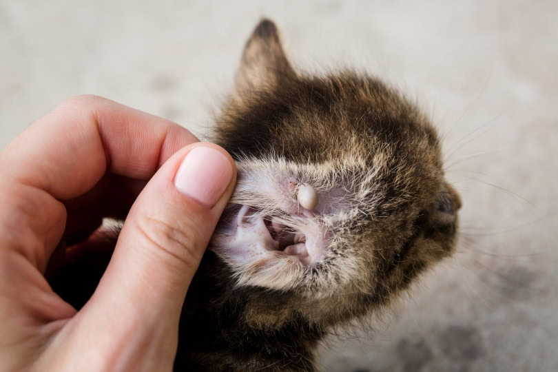 kitten with large tick in ear