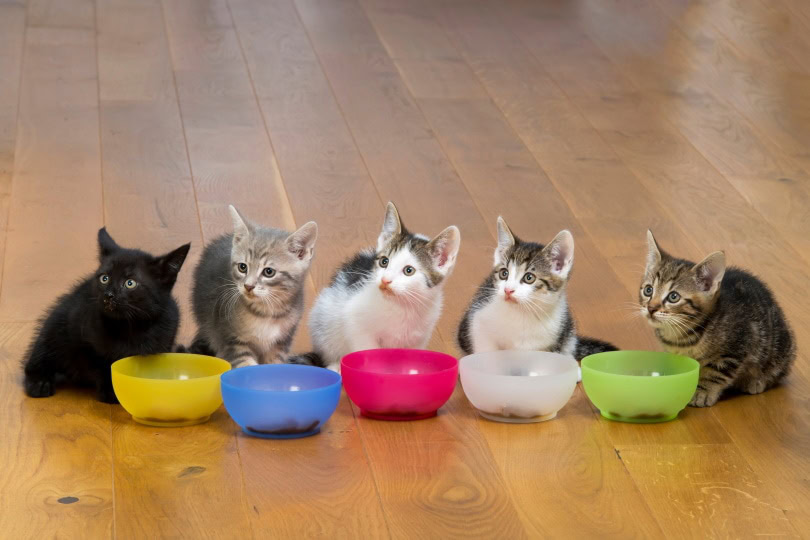 kittens eating on colorful food bowl_DanyVr, Shutterstock
