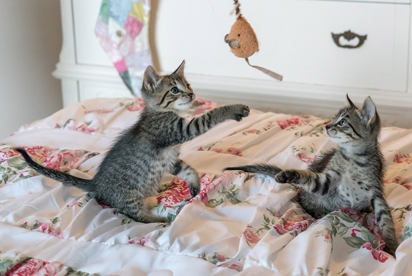 kittens playing on bed