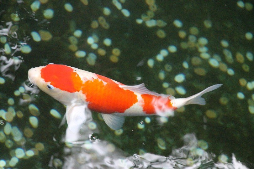 kohaku koi