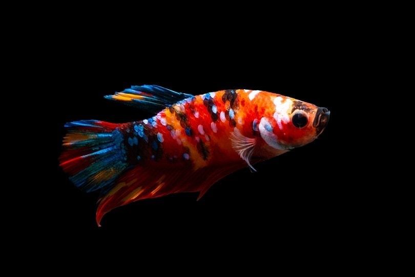 koi betta fish