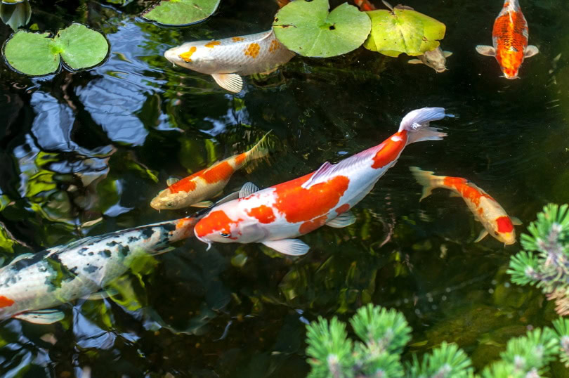 koi fish in pond