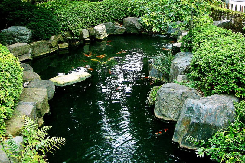 koi fish pond