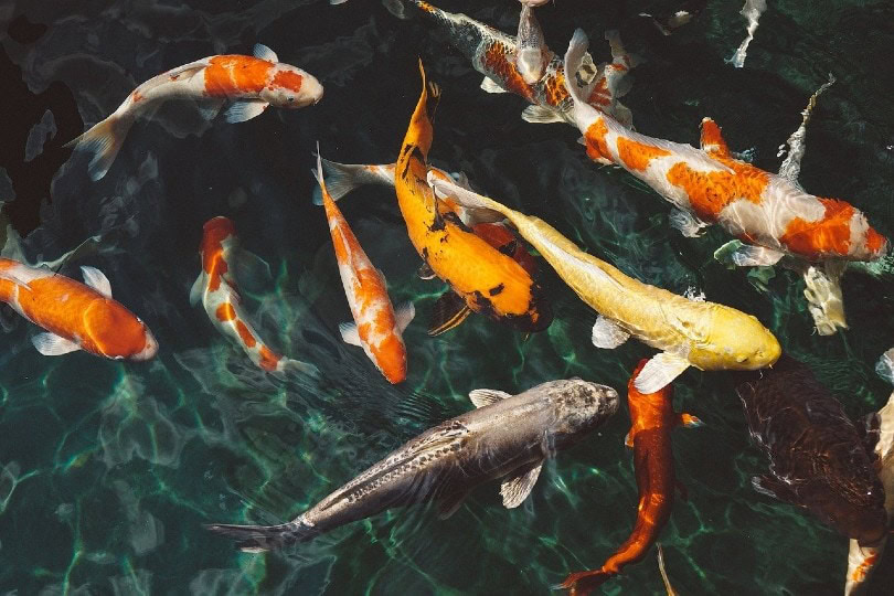 koi fish swimming